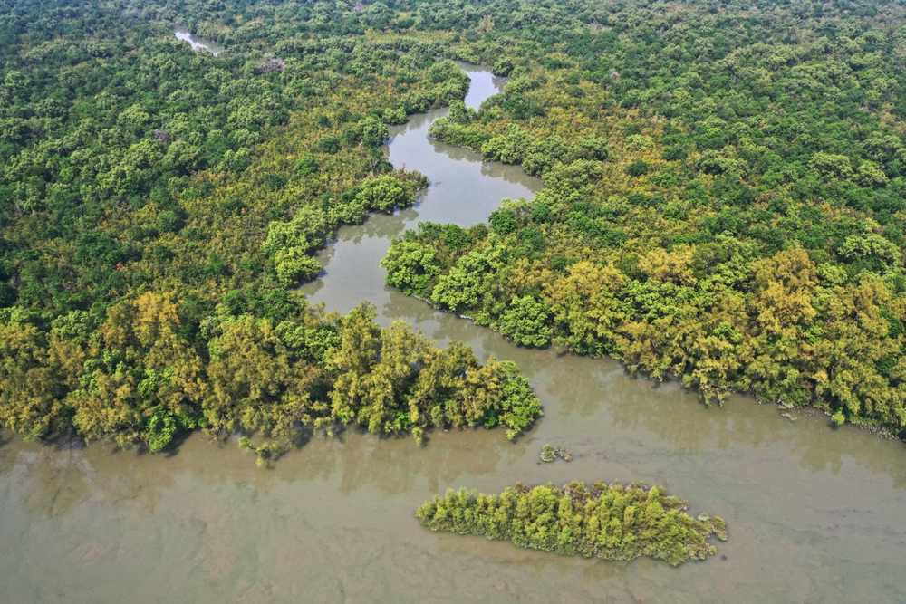 Sundarbans Mangrove Forest